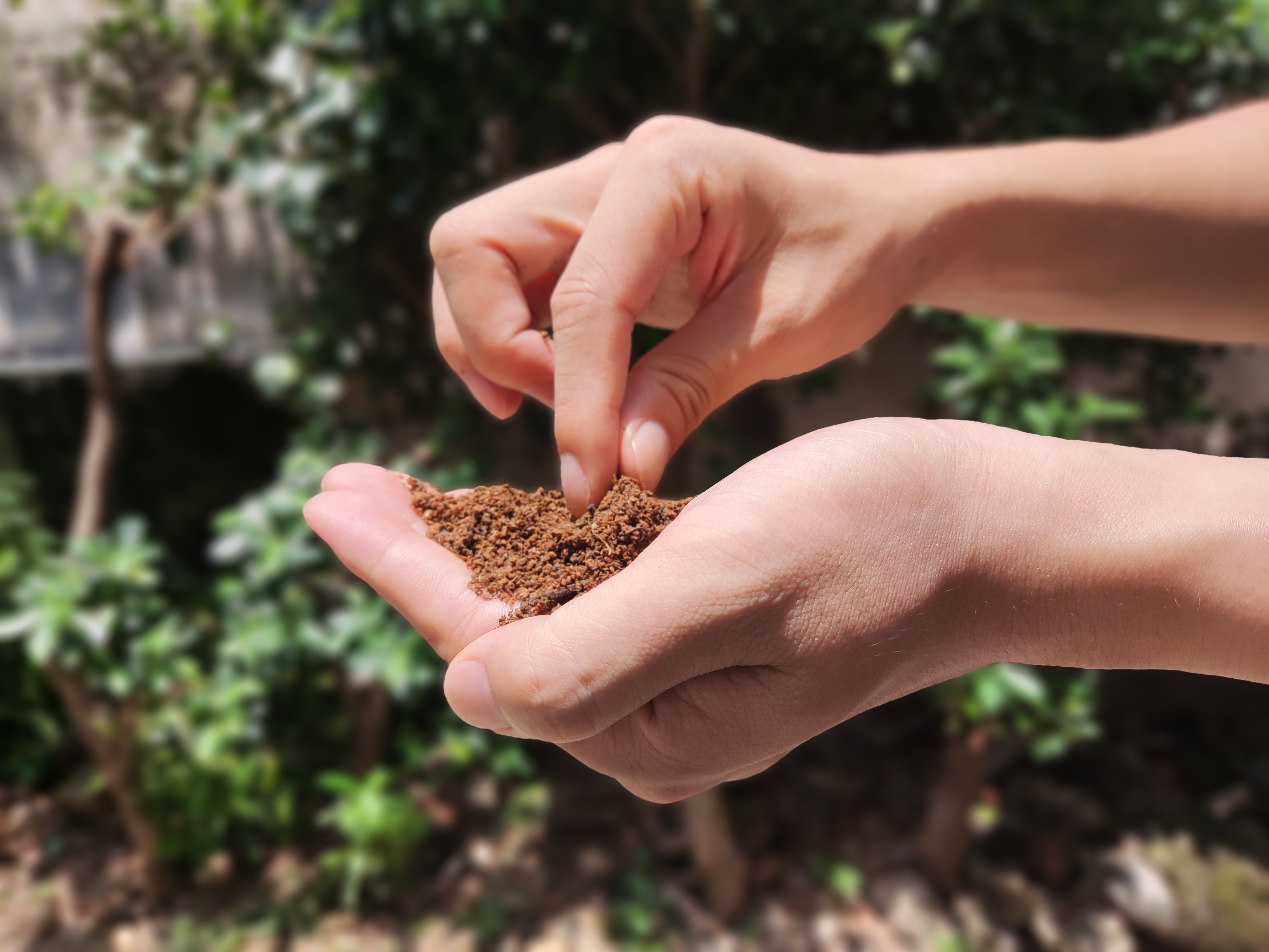 Mix soil with compost for blueberry plants
