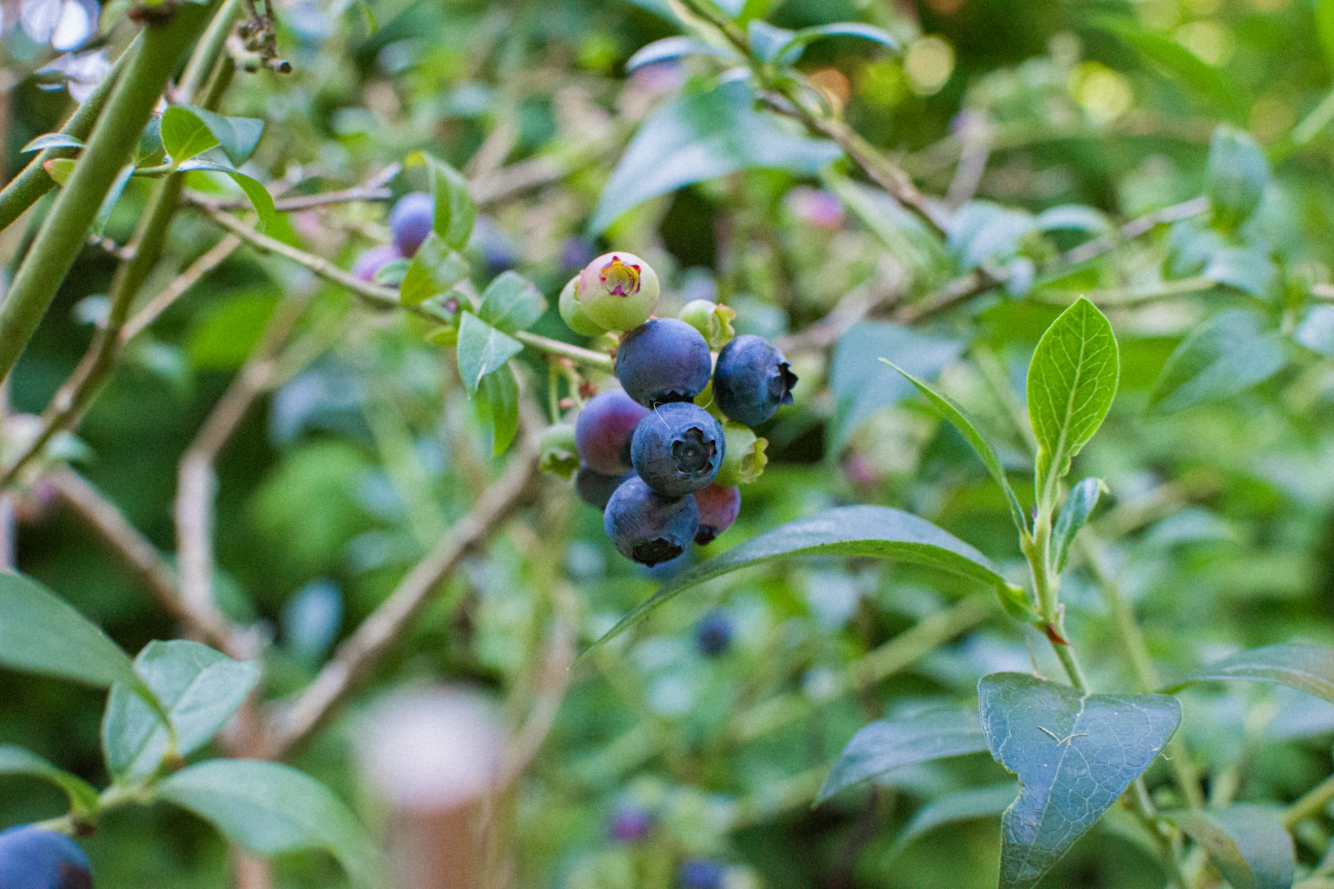 Blueberry plant care