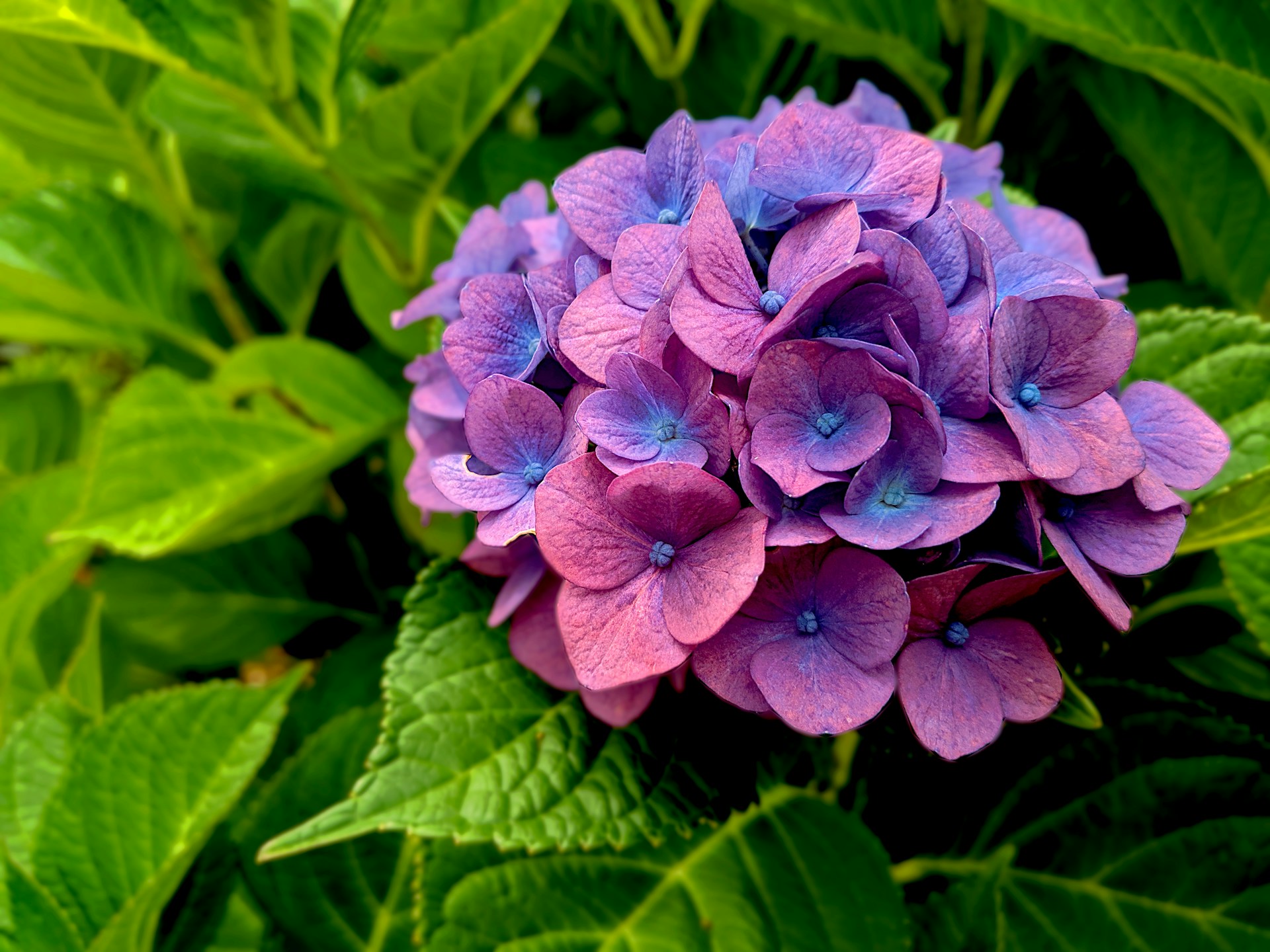 Eggshells can change hydrangeas color